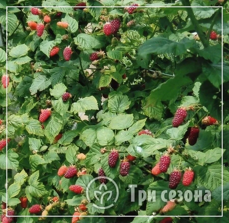 Ежемалина Букингем Тайберри