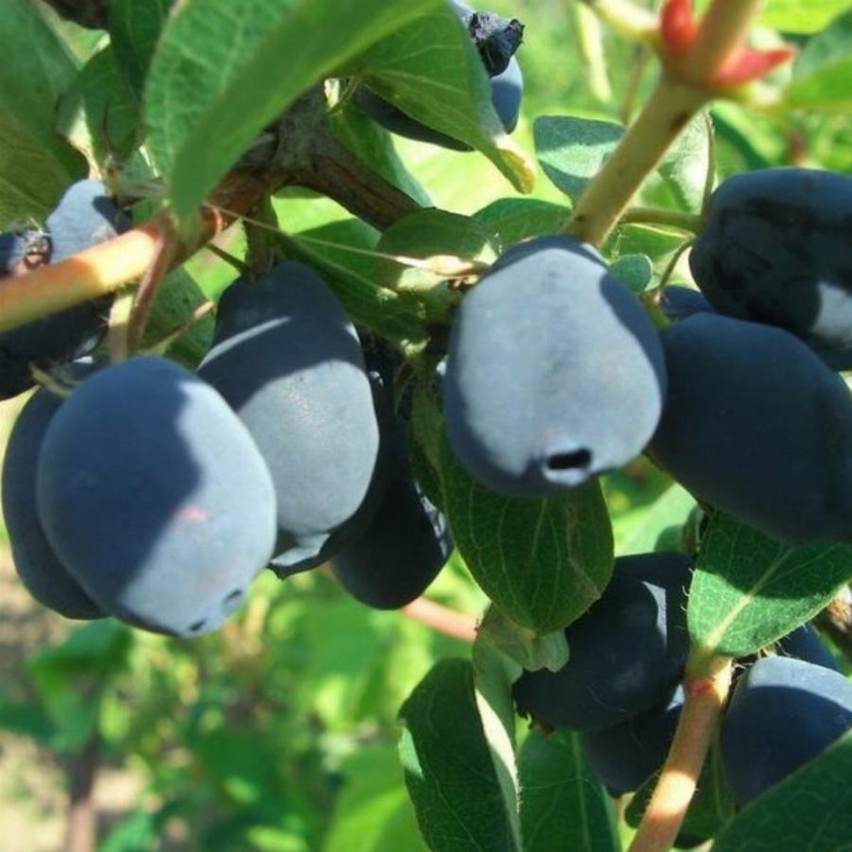 Жимолость съедобная нижегородская ранняя