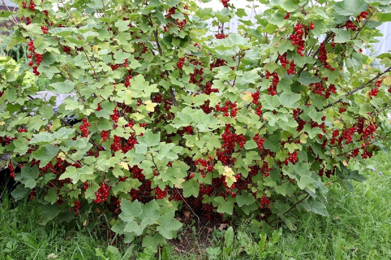 Смородина красная Андрейченко