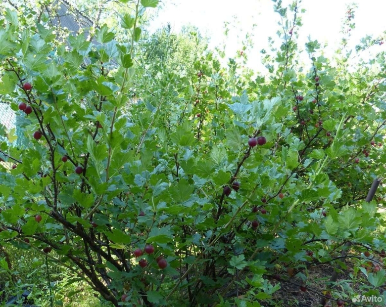 Крыжовник обыкновенный куст