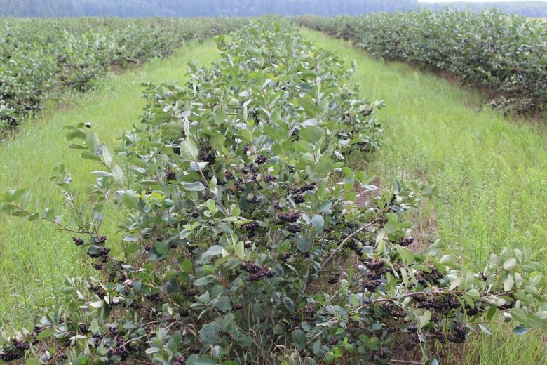 Плодово ягодный сад