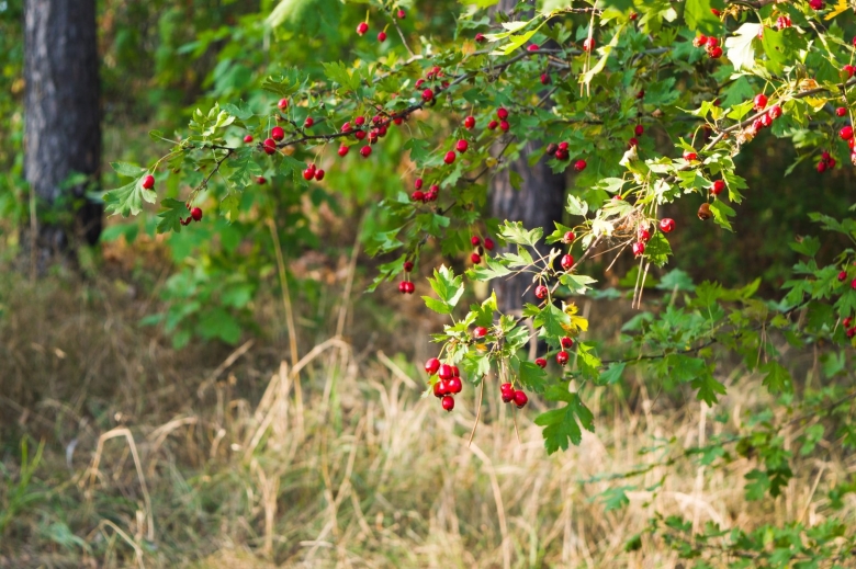Боярышник однопестичный