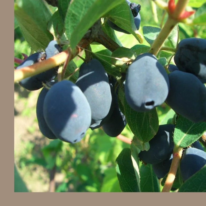 Ирга жимолость