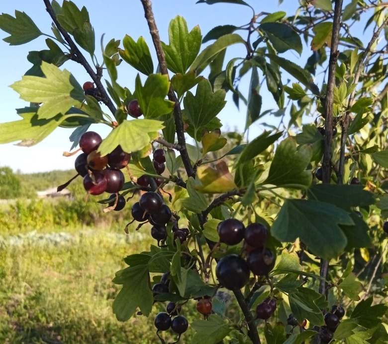 Смородина золотистая Ляйсан