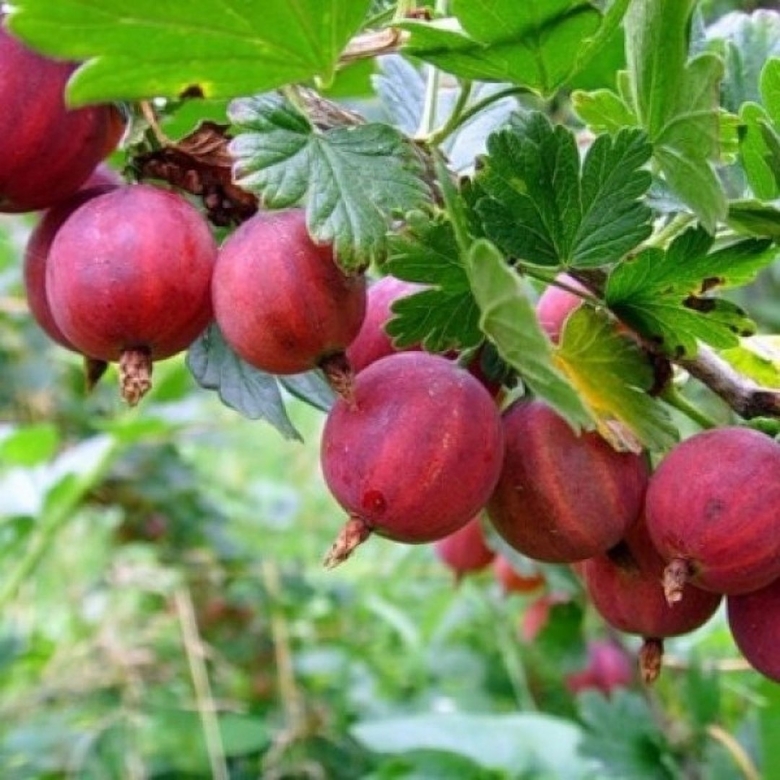 Крыжовник краснославянский