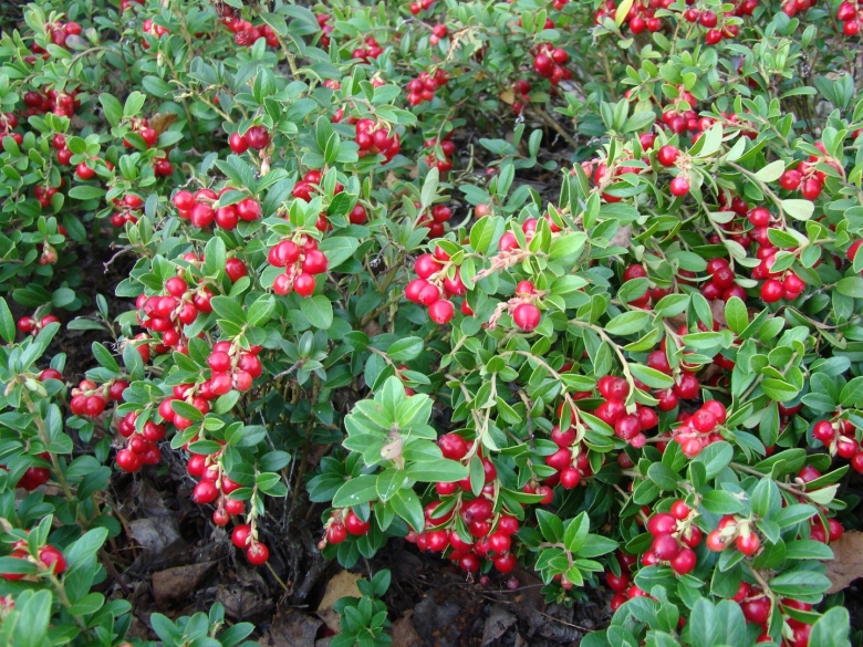 Брусника обыкновенная Koralle