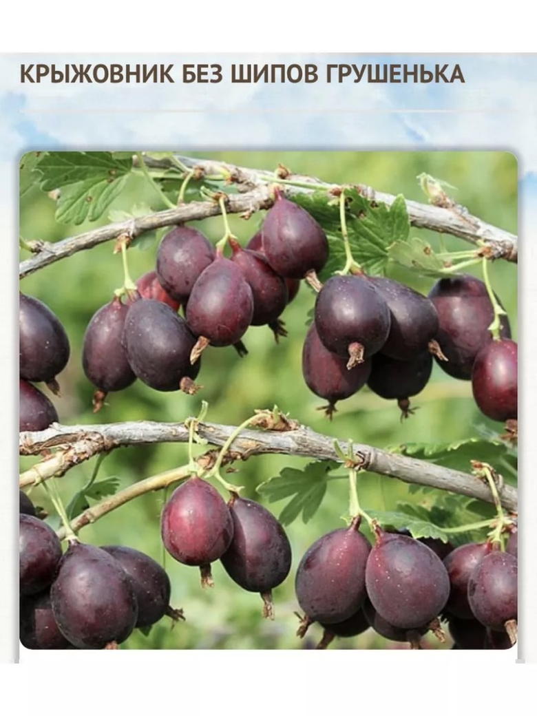 Крыжовник Хиннонмаен пунайнен