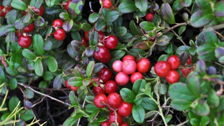 Клюква крупноплодная Эрли Блэк