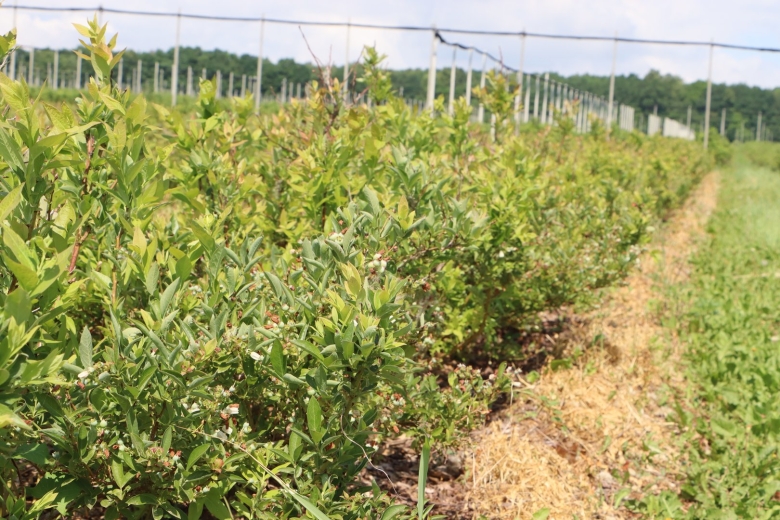 Голубика садовая