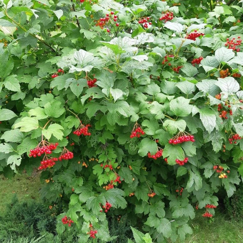 Ягодные кустарники для сада