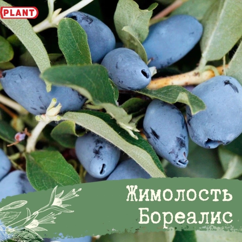 Жимолость канадская Бореал Бист