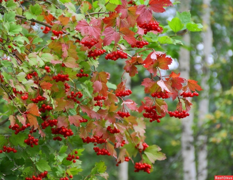 Дикорастущая Калина