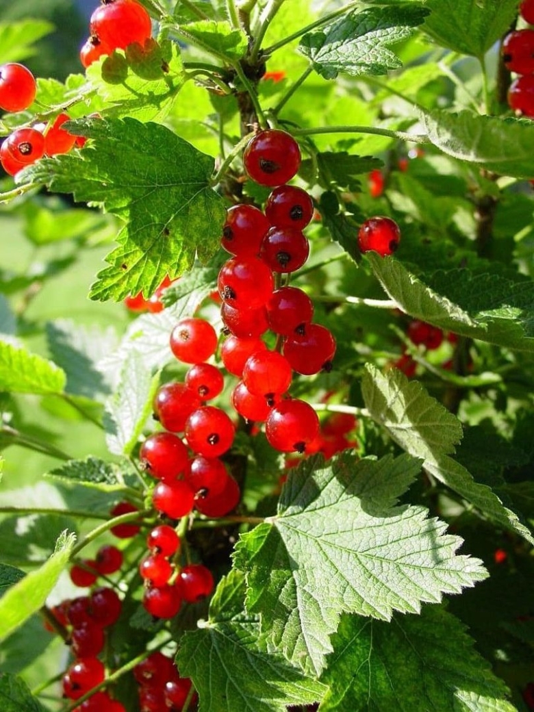 Смородина красная Газель