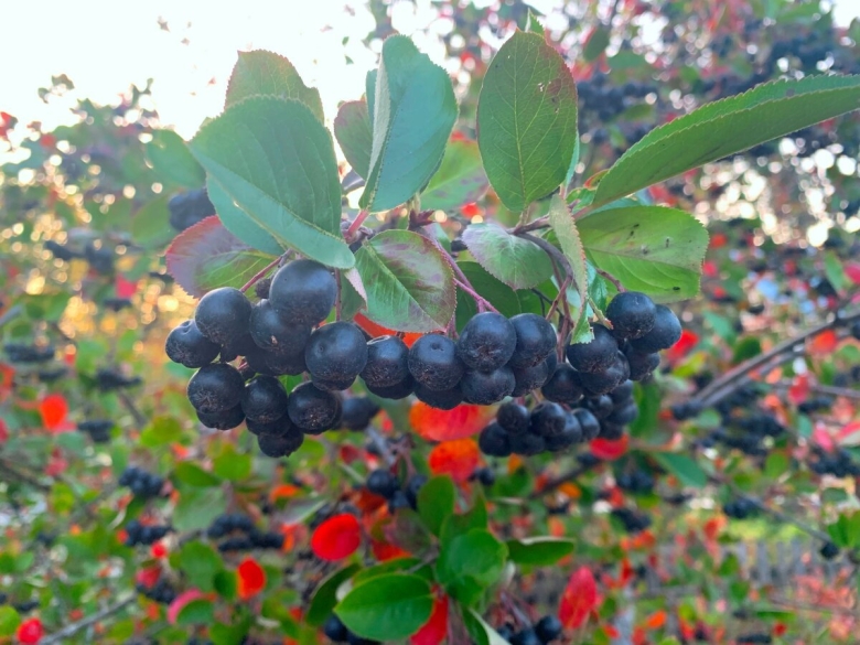 Черноплодная рябина арония