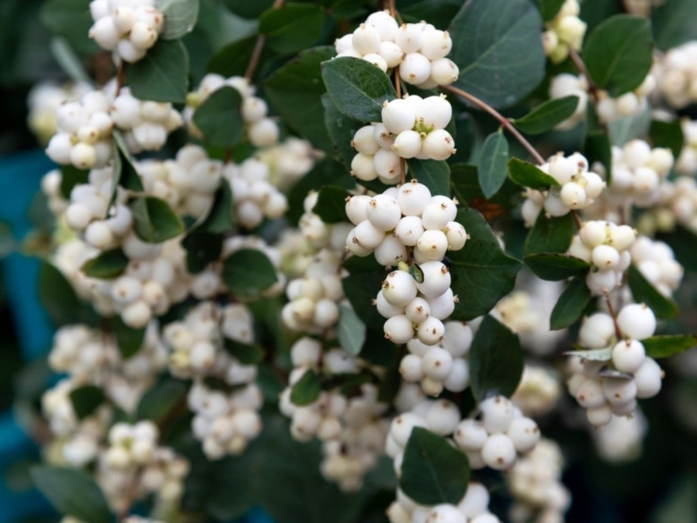 Снежноягодник белый Symphoricarpos Albus