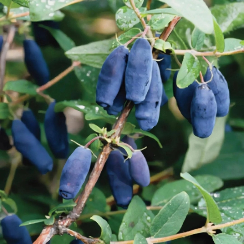 Жимолость Сибирячка