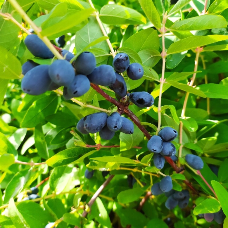 Жимолость Волчья ягода