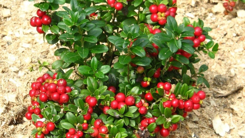 Брусника Садовая куст