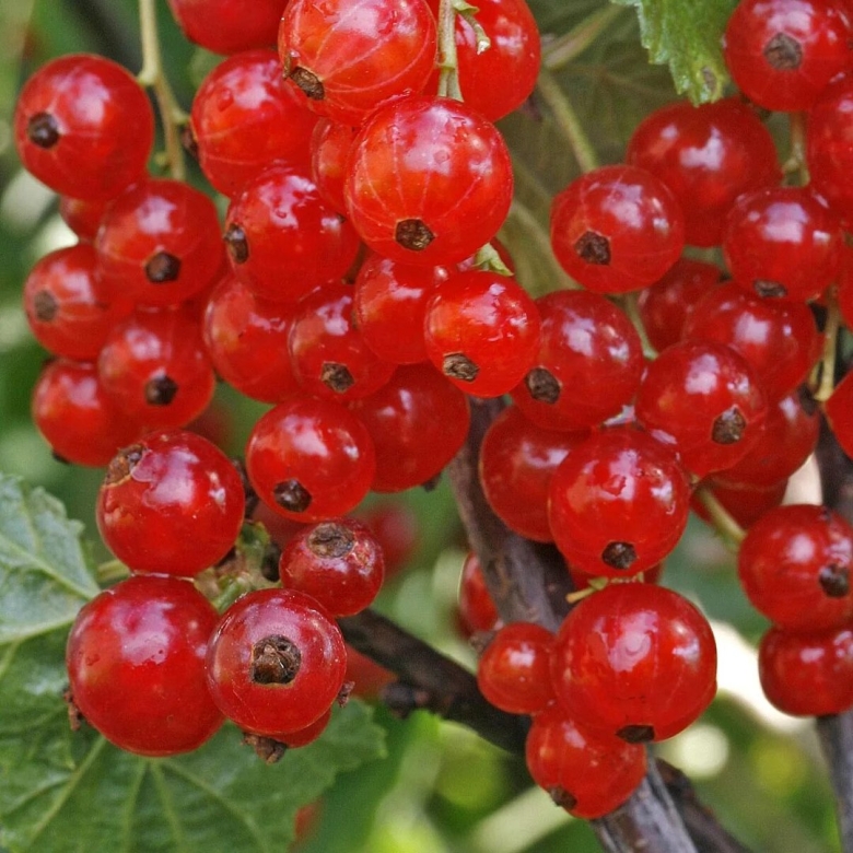 Смородина красная Бужанская