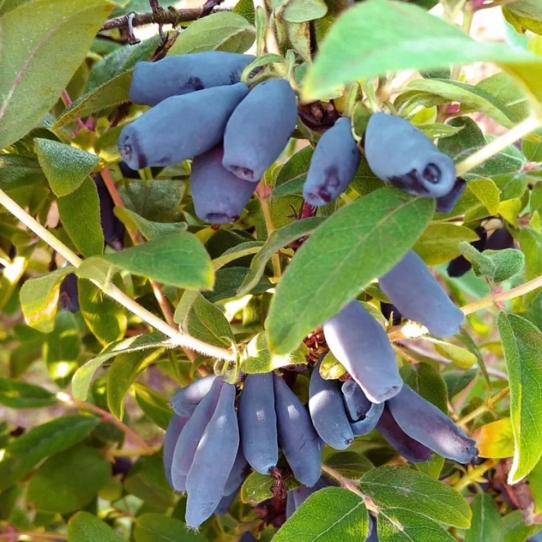 Жимолость Бакчарский великан