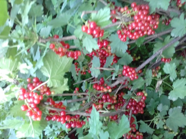 Куст красной смородины
