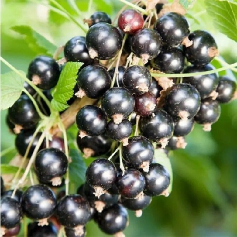 Смородина белорусская сладкая