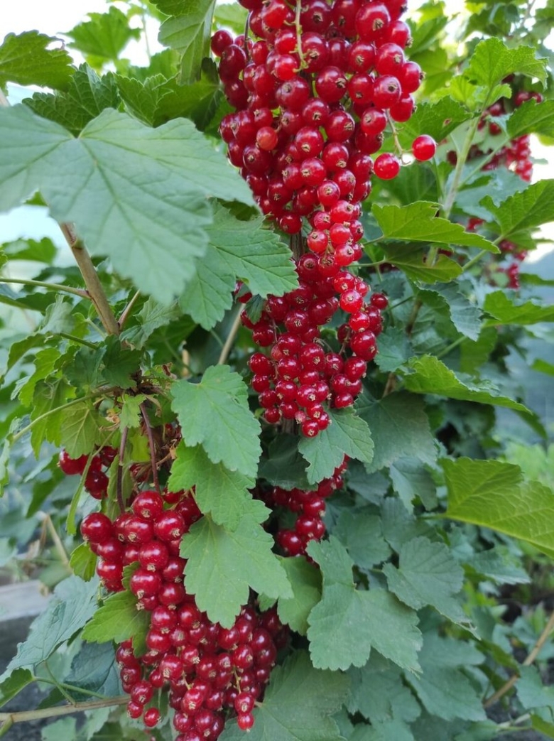 Ровада красная смородина