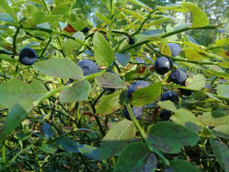 Черника обыкновенная