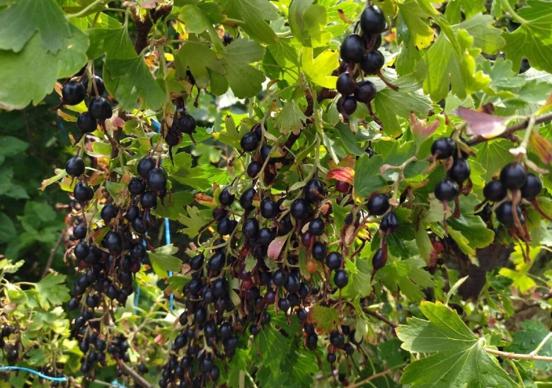 Смородина йошта