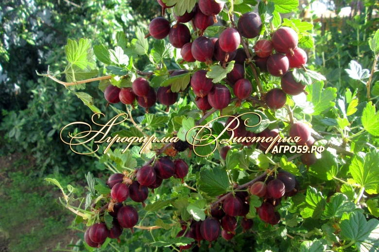 Крыжовник бесшипный Командор