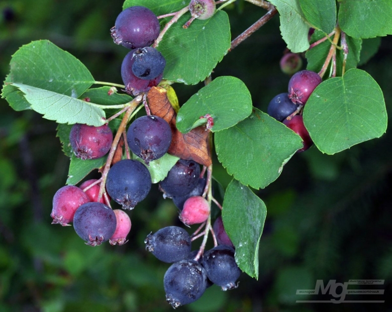 Ирга ольхолистная