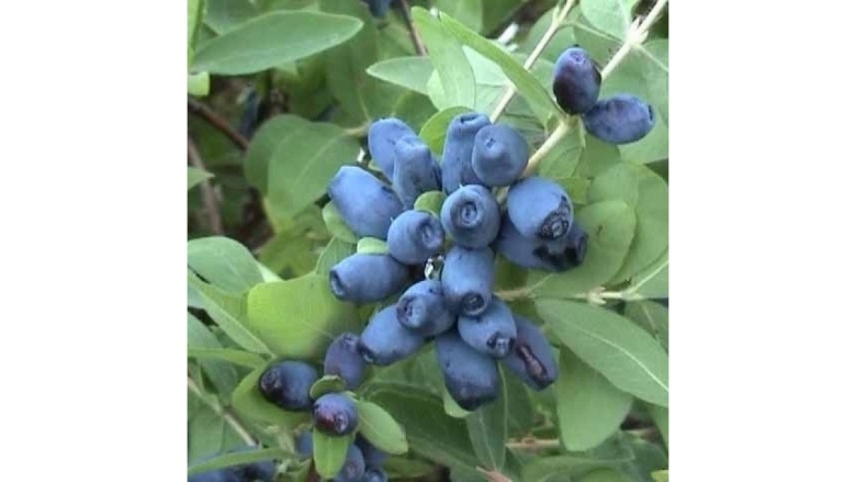 Жимолость съедобная