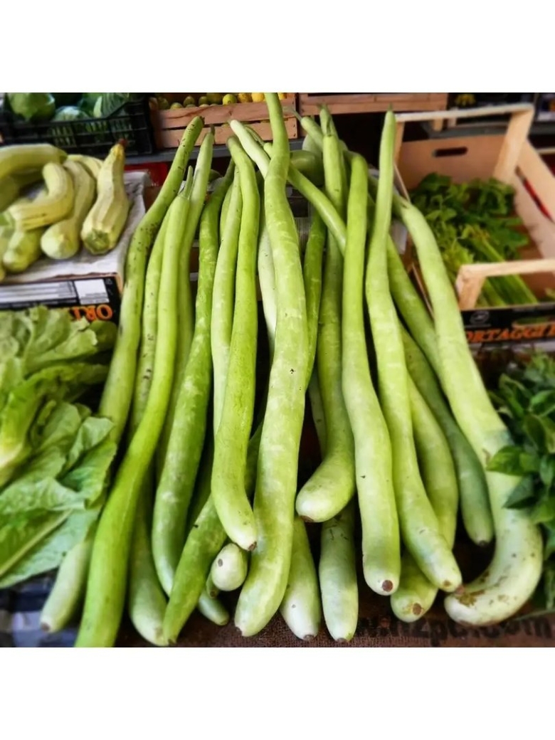 Лагенария змеевидная Гавриш