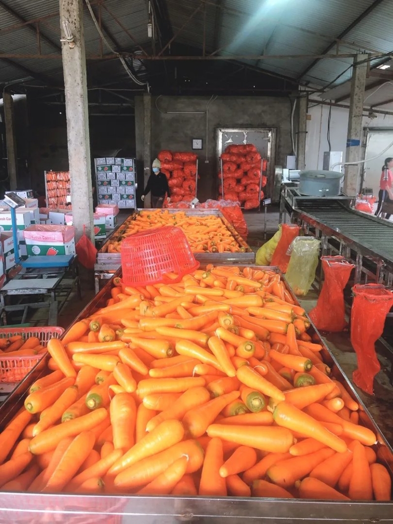 Свежая морковь