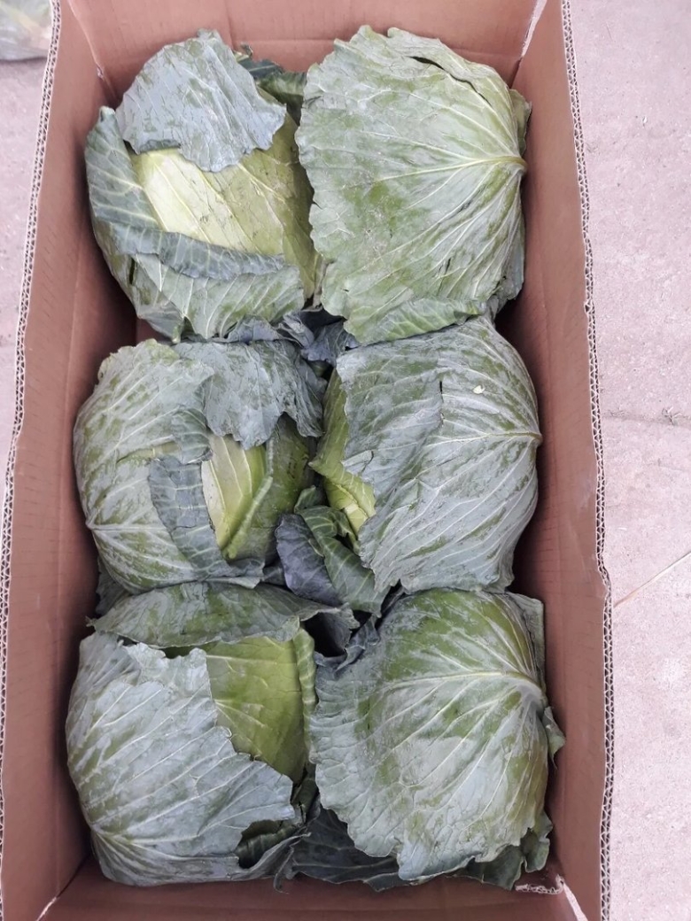 Свежая капуста