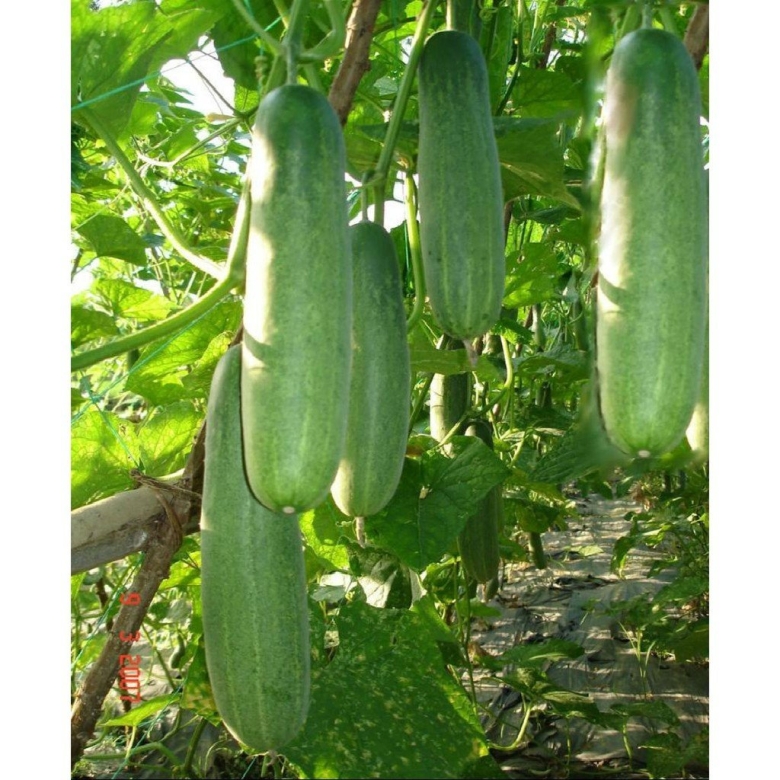 Вьетнамский кабачок лагенария