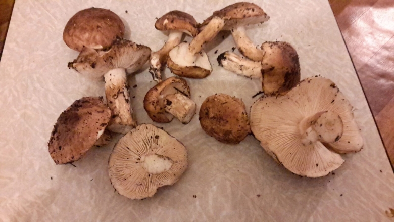 Грибы Саратовской области съедобные рядовки