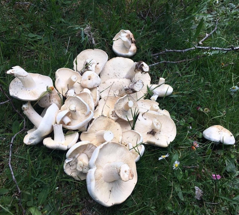 Майский гриб рядовка Майская