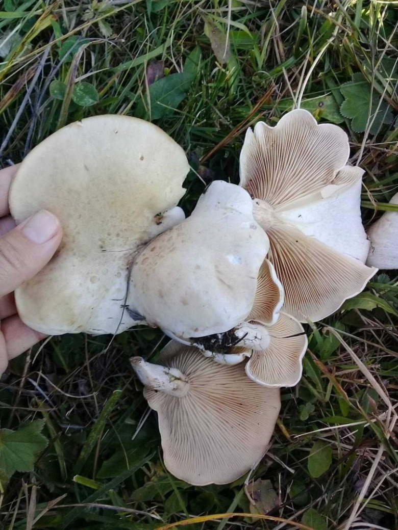 Рядовка Голубиная Tricholoma columbetta