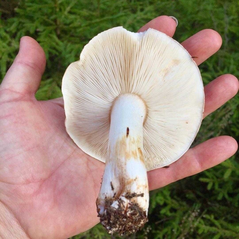 Рядовка голубиная tricholoma columbetta