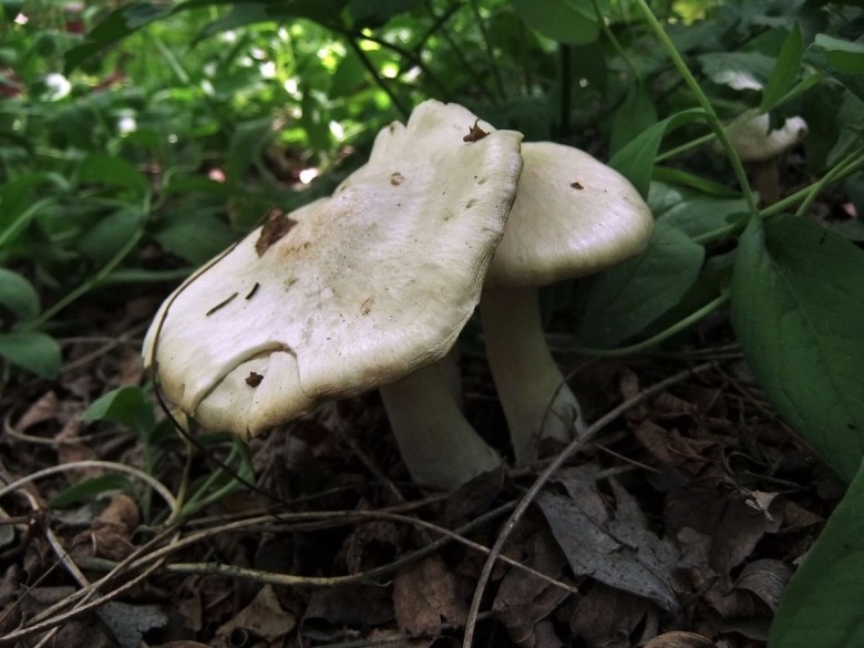 Рядовка в березовой посадке