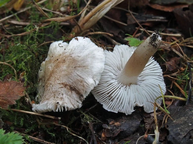 Рядовка землистая землисто-серая