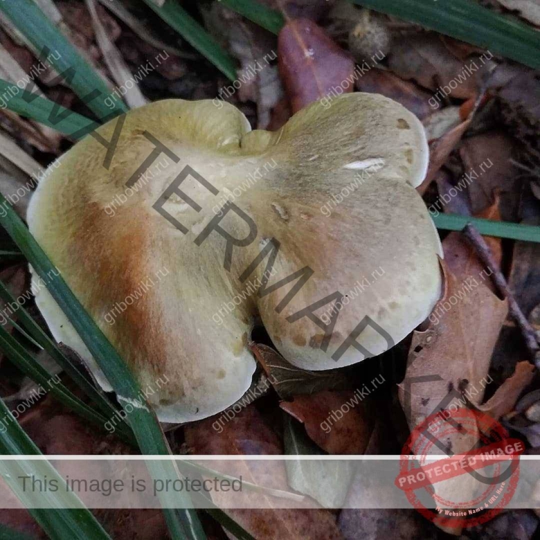 Гриб попутка фото и описание