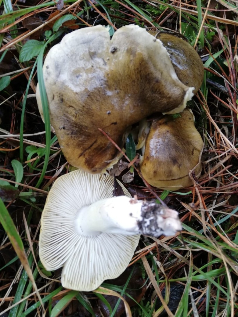 Tricholoma sejunctum