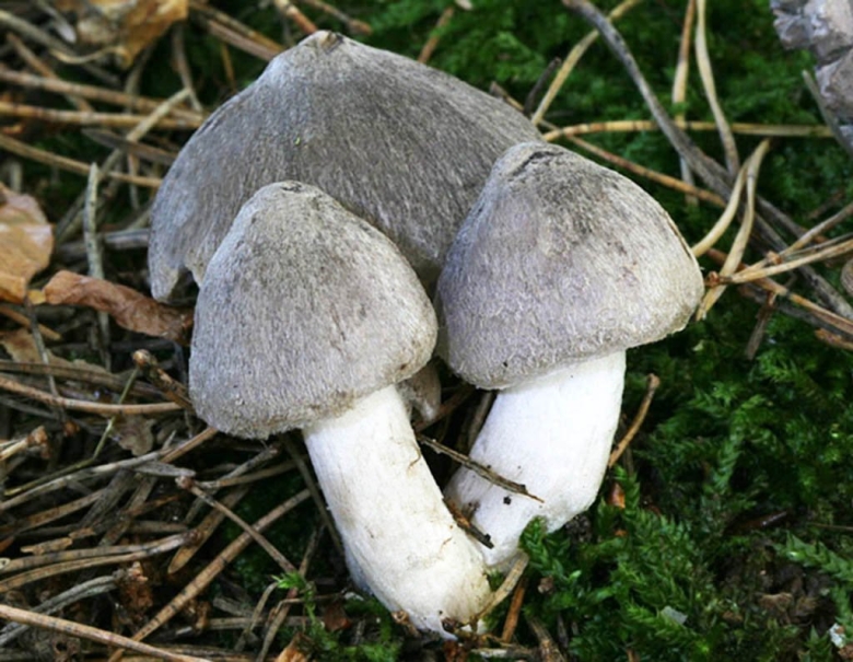 Гриб рядовка серая