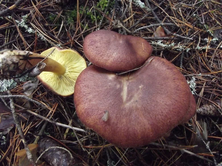 Рядовки осенние съедобные