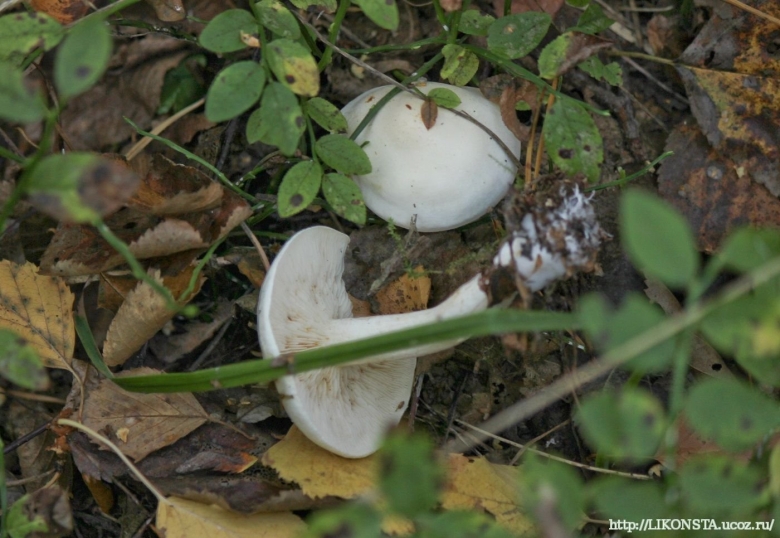 Дымчатая говорушка clitocybe nebularis