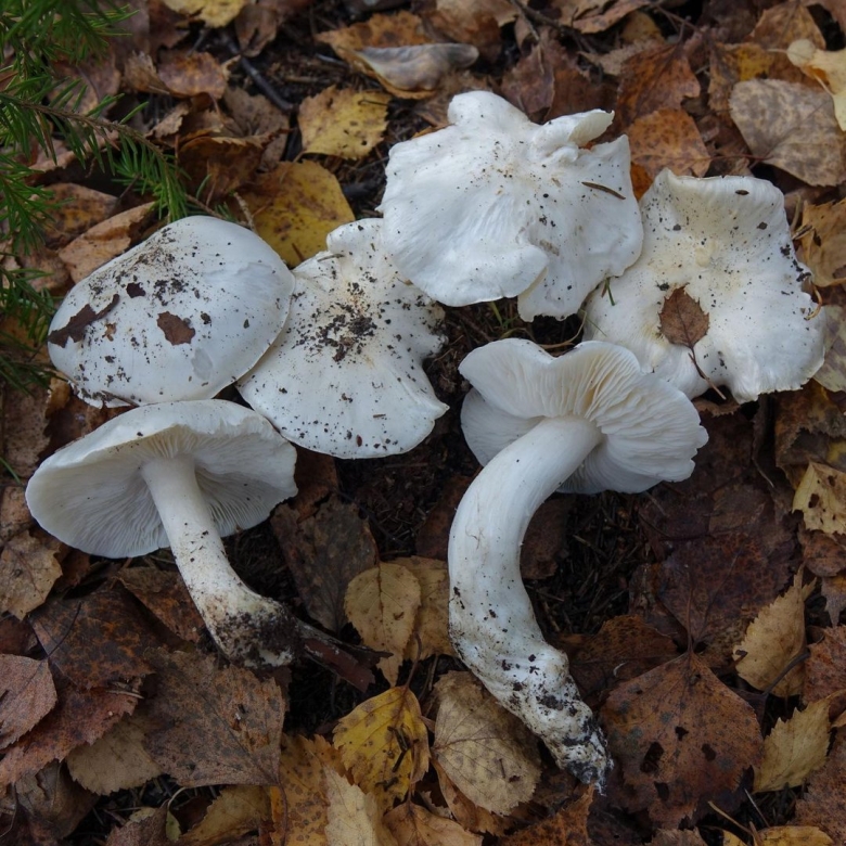 Рядовка Майская Calocybe gambosa