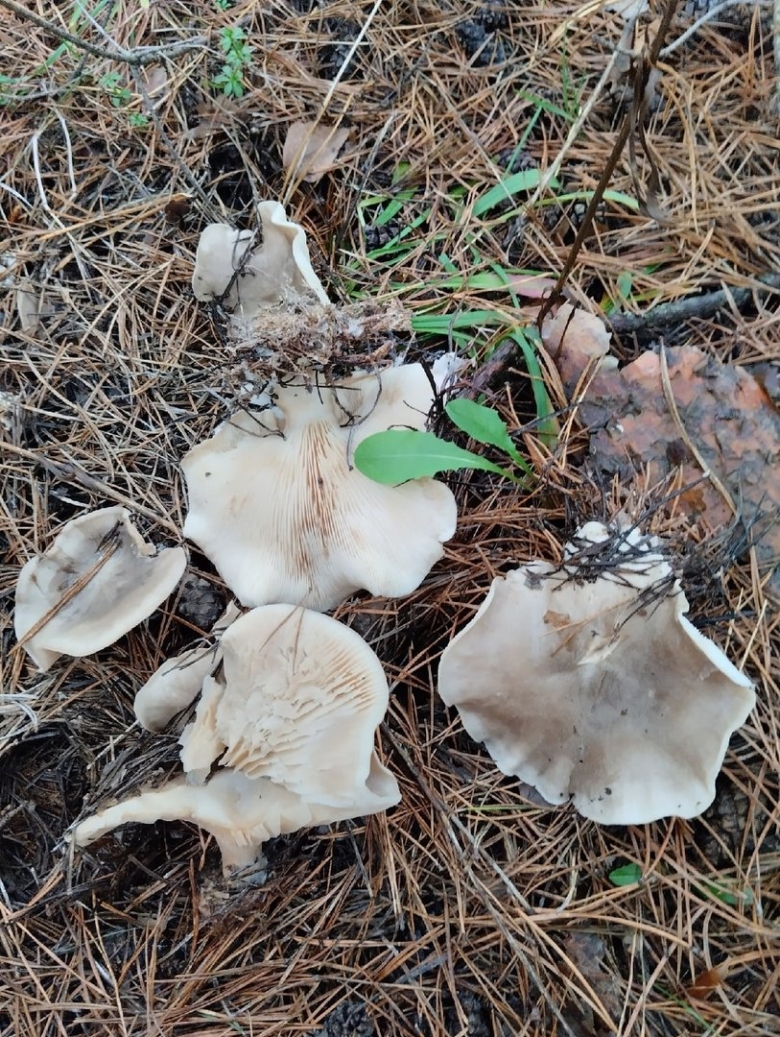 Рядовка фиолетовая