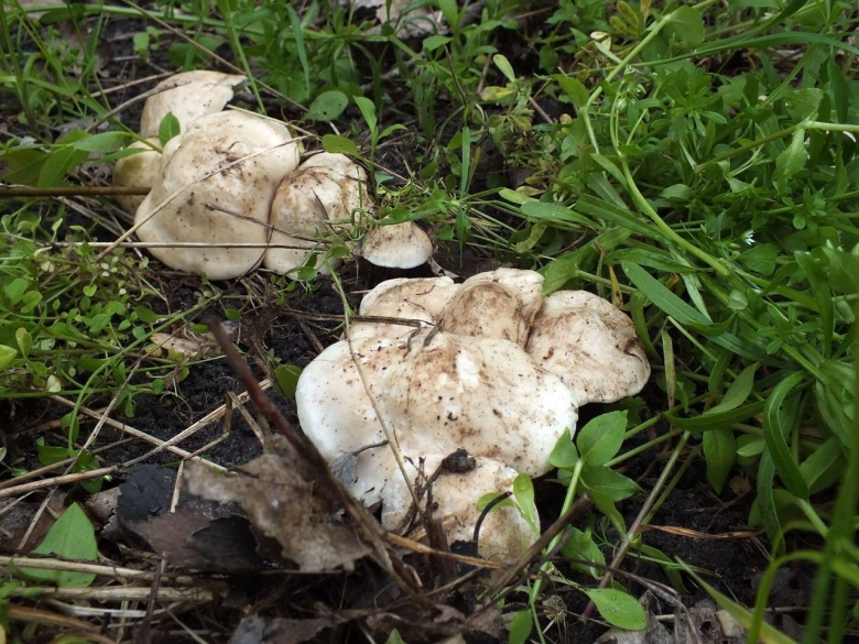 Грибы майские рядовки съедобные или нет